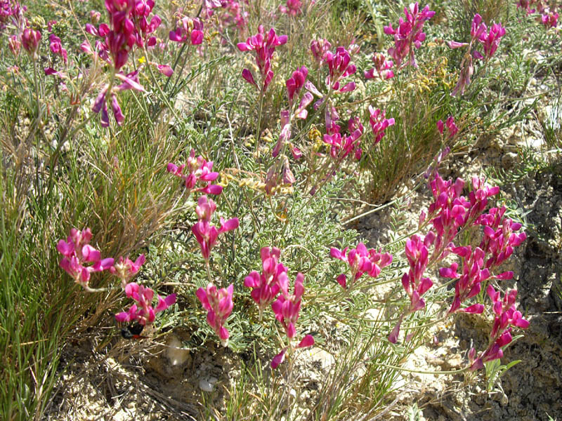 Hedysarum boveanum ssp europaeum photo